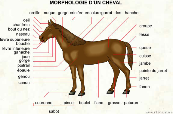 Cheval (Dictionnaire Visuel)